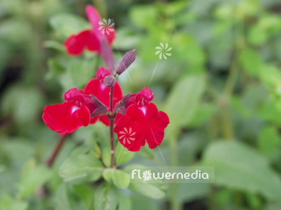 Salvia microphylla - Baby sage (102110)