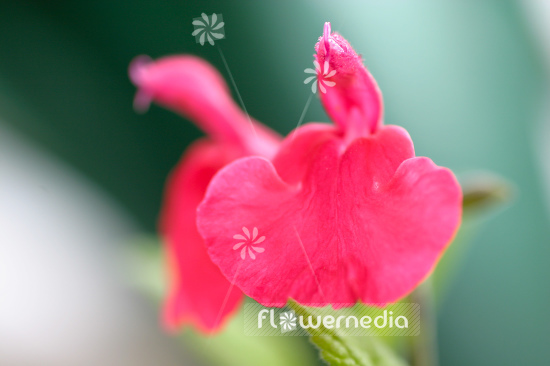 Salvia microphylla - Baby sage (104734)