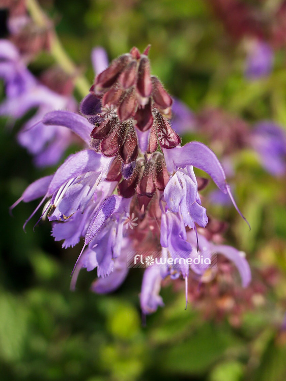 Salvia miltiorrhiza - Red sage (102111)