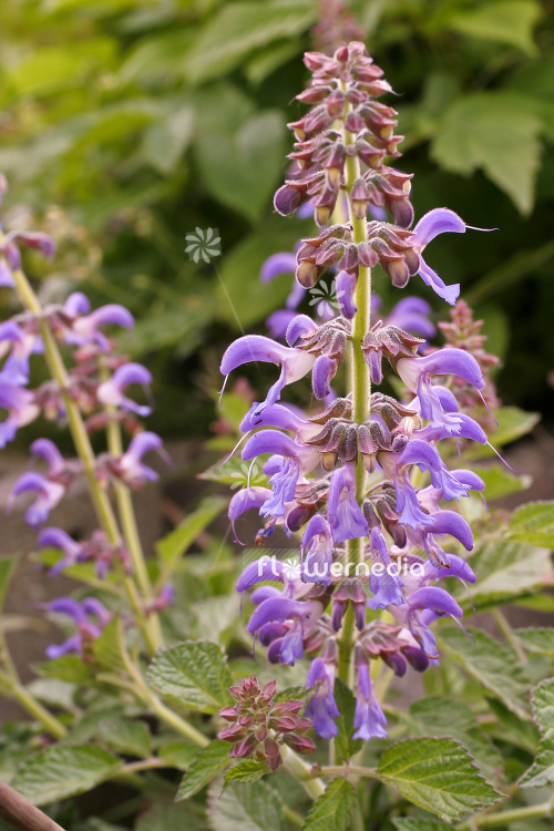 Salvia miltiorrhiza - Red sage (104971)