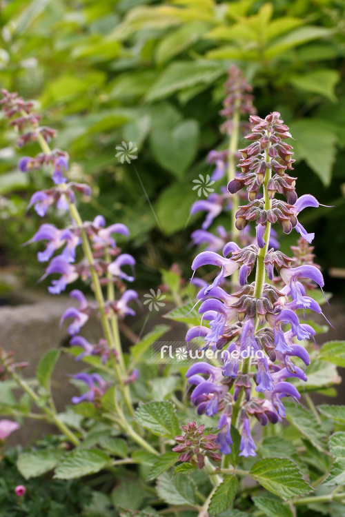 Salvia miltiorrhiza - Red sage (104972)