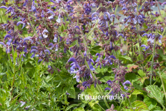 Salvia miltiorrhiza - Red sage (104975)