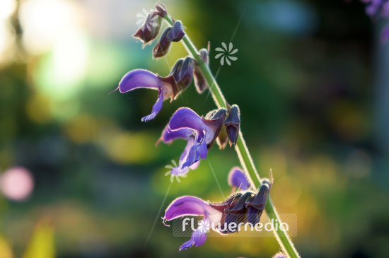 Salvia miltiorrhiza - Red sage (104976)