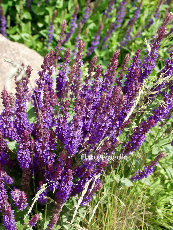 Salvia nemorosa - Balkan clary (101805)
