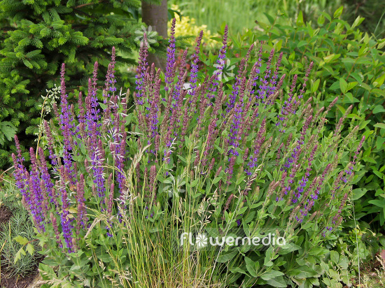 Salvia nemorosa - Balkan clary (101807)