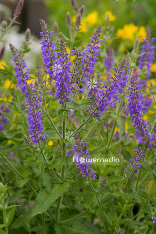 Salvia nemorosa 'Blauhügel' - Balkan clary (104735)