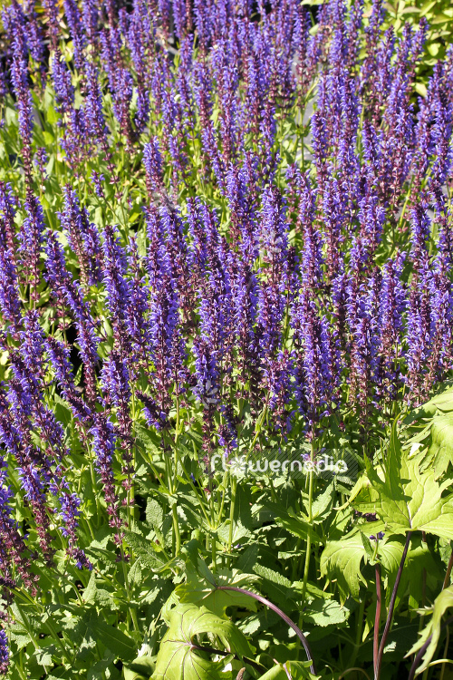 Salvia nemorosa 'Blauhügel' - Balkan clary (104736)