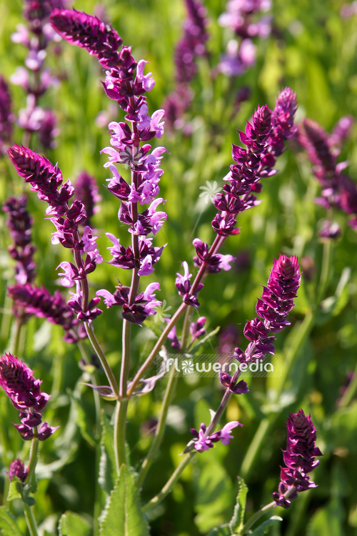 Salvia nemorosa 'Rosahügel' - Balkan clary (104738)