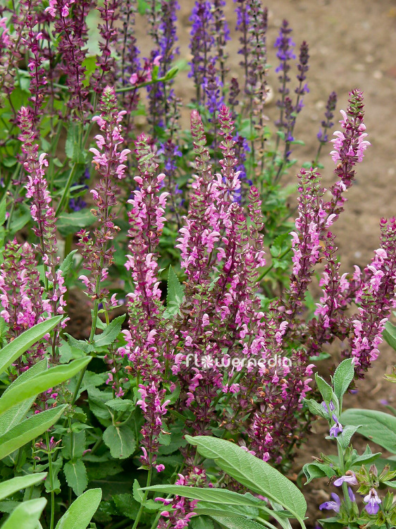 Salvia nemorosa 'Rosakönigin' - Balkan clary (101808)