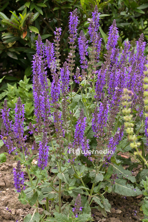 Salvia nemorosa 'Viola Klose' - Balkan clary (104739)