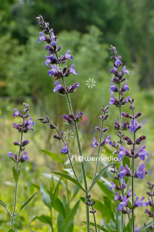 Salvia officinalis - Common sage (102115)