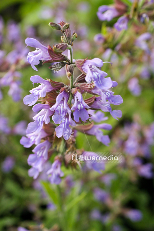 Salvia officinalis - Common sage (104740)