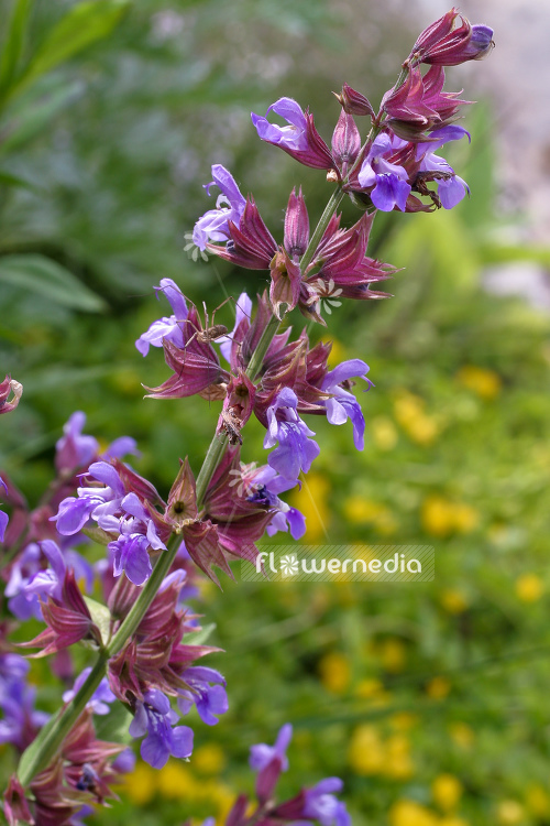Salvia officinalis - Common sage (104741)