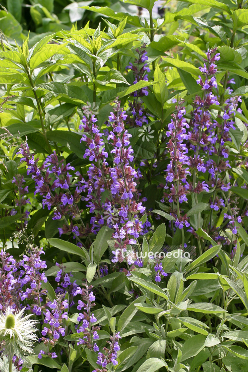 Salvia officinalis - Common sage (104742)