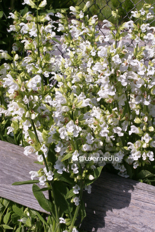 Salvia officinalis 'Albiflora' - White-flowered sage (104743)