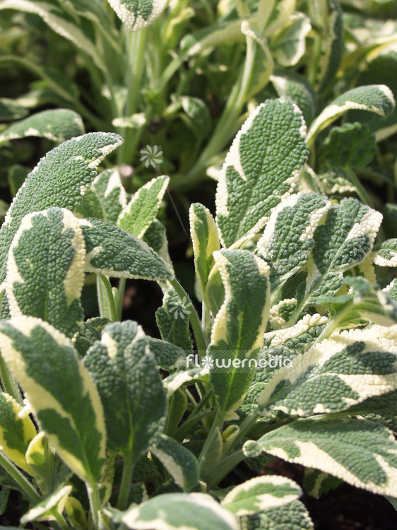 Salvia officinalis 'Creme de la Creme' - Variegated sage (101810)