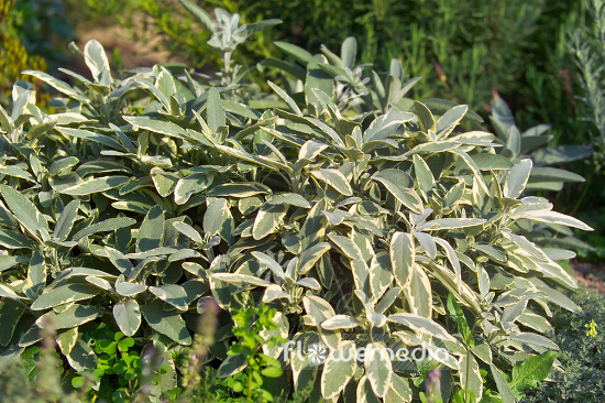 Salvia officinalis 'Creme de la Creme' - Variegated sage (104744)