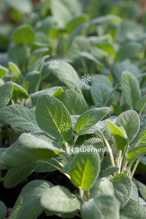 Salvia officinalis 'Major' - Broad-leaved sage (104747)