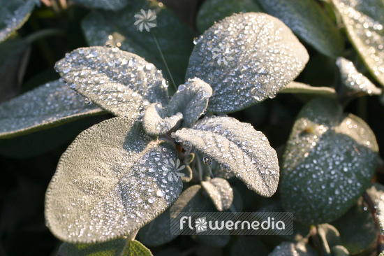 Salvia officinalis 'Major' - Broad-leaved sage (104748)