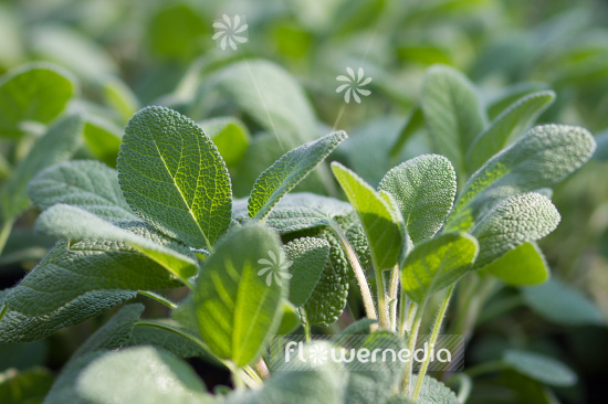 Salvia officinalis 'Major' - Broad-leaved sage (104749)