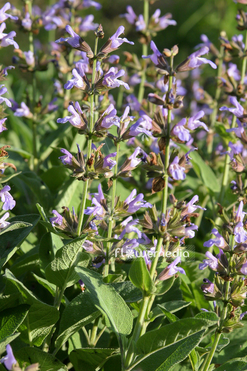 Salvia officinalis 'Major' - Broad-leaved sage (104750)