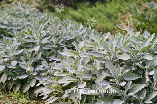 Salvia officinalis 'Major' - Broad-leaved sage (104753)