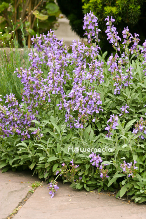 Salvia officinalis 'Nana' - Dwarf sage (104756)