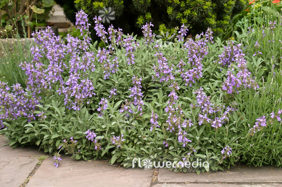 Salvia officinalis 'Nana' - Dwarf sage (104757)