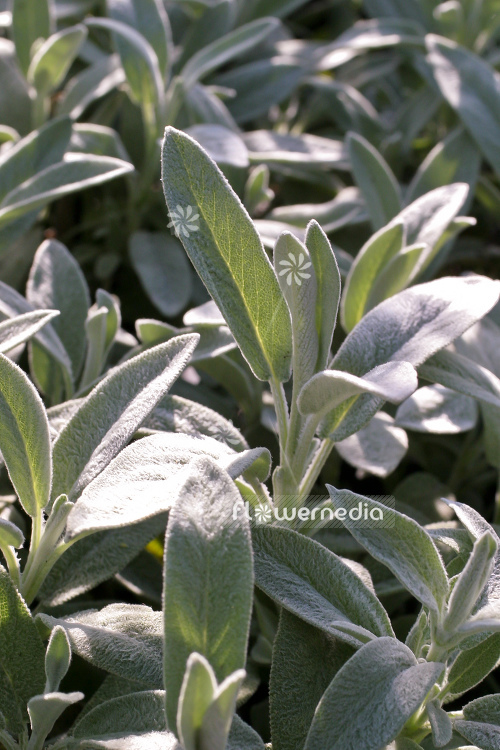 Salvia officinalis 'Nazareth' - Sage (104758)
