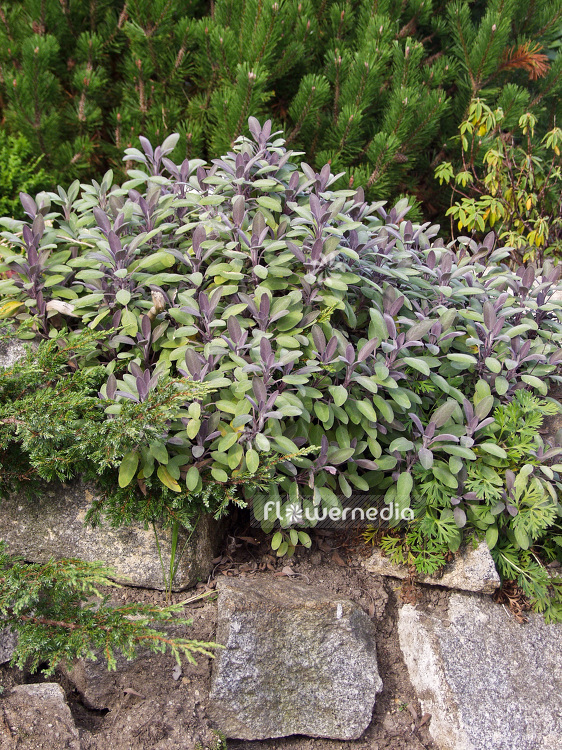 Salvia officinalis 'Purpurascens' - Purple sage (101824)