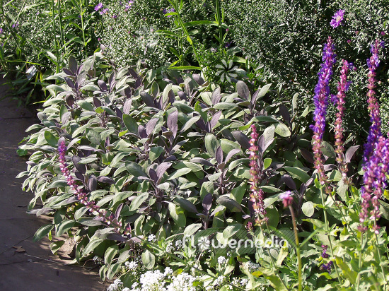 Salvia officinalis 'Purpurascens' - Purple sage (101825)