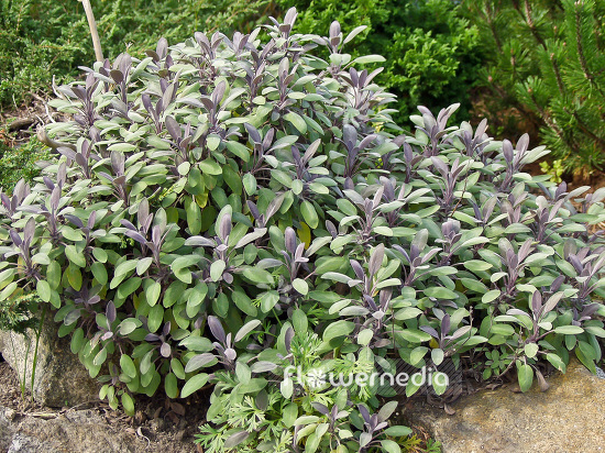 Salvia officinalis 'Purpurascens' - Purple sage (101826)