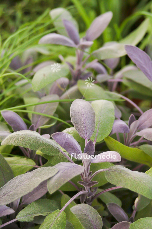 Salvia officinalis 'Purpurascens' - Purple sage (104760)