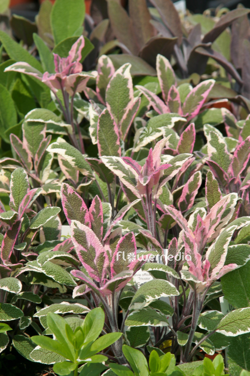 Salvia officinalis 'Tricolor' - Tricolor sage (104763)