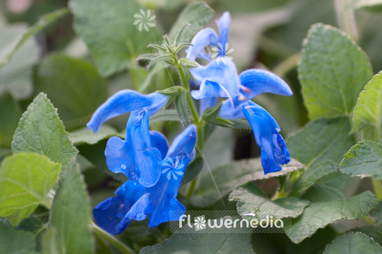 Salvia patens - Gentian sage (104764)
