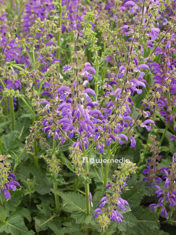 Salvia pratensis - Meadow clary (101831)