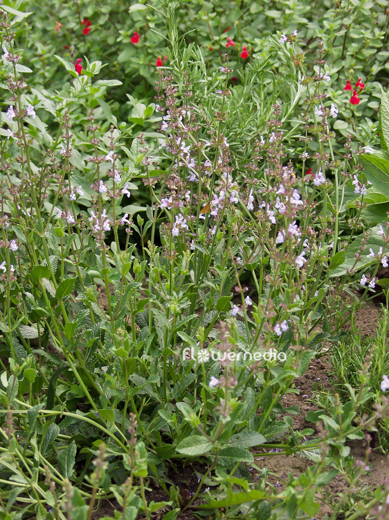 Salvia repens - Creeping sage (101836)