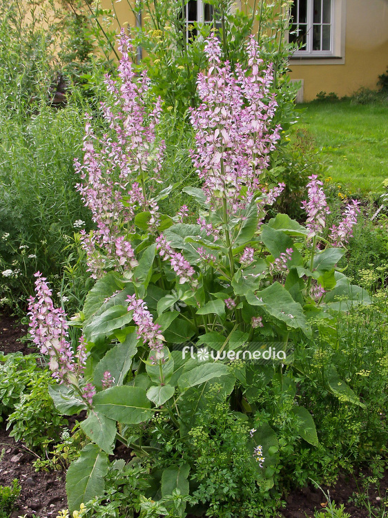 Salvia sclarea - Clary (101838)