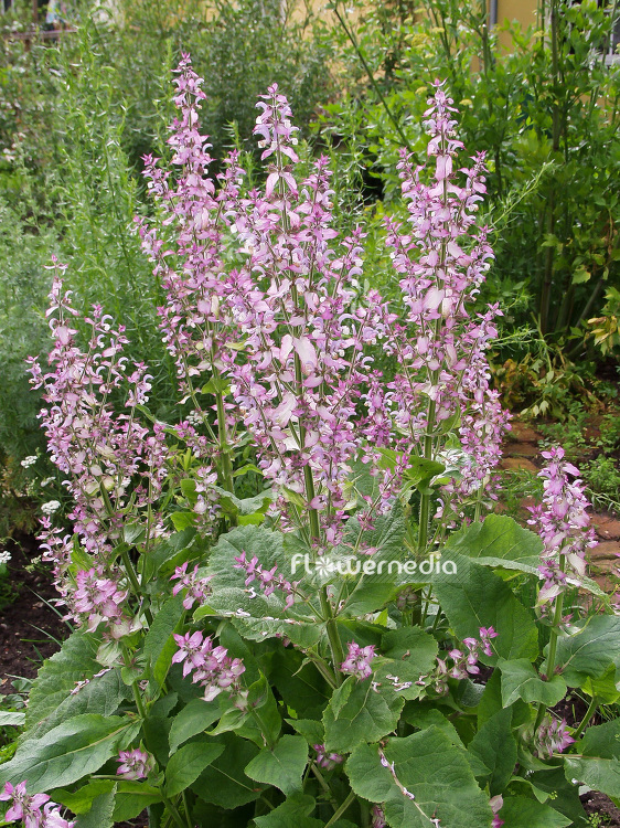 Salvia sclarea - Clary (101839)
