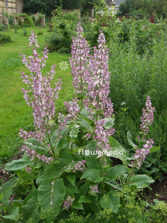 Salvia sclarea - Clary (101840)