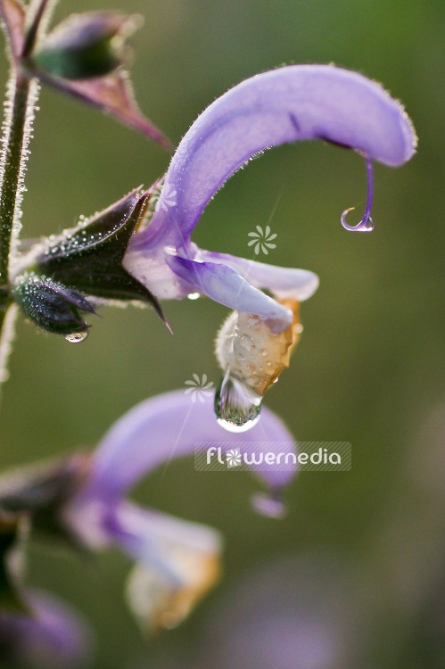 Salvia sclarea - Clary (101844)