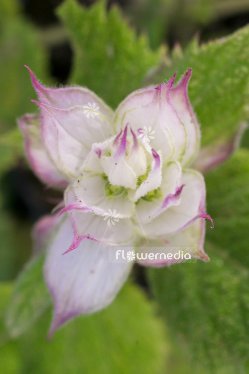 Salvia sclarea - Clary (104769)