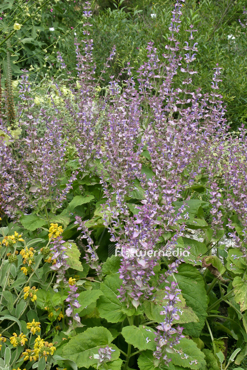 Salvia sclarea - Clary (104771)
