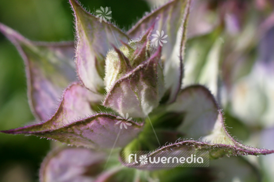 Salvia sclarea - Clary (104772)