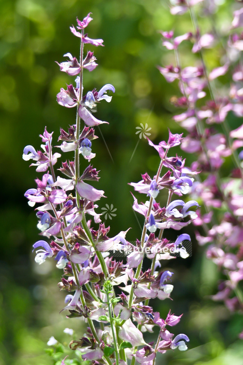 Salvia sclarea - Clary (105578)
