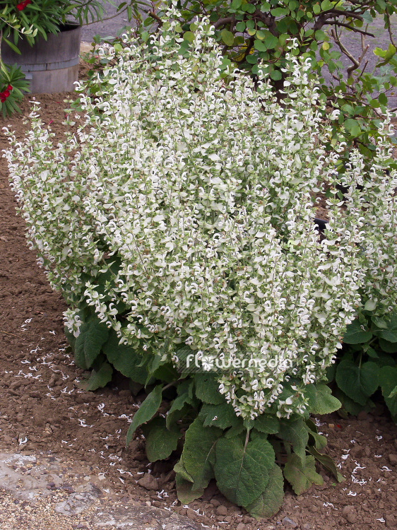 Salvia sclarea var. turkestanica 'Alba' - White-flowered clary (101846)