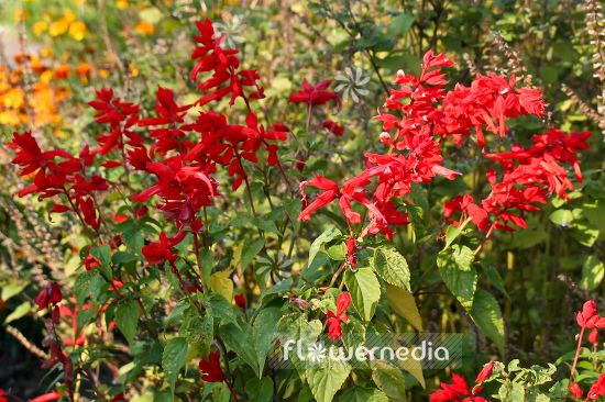 Salvia splendens - Scarlet sage (104776)