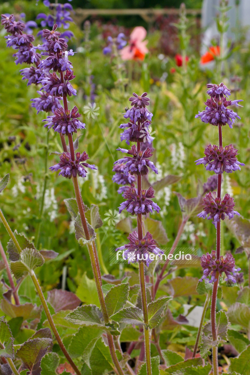 Salvia verticillata 'Purple Rain' - Whorled clary (104777)