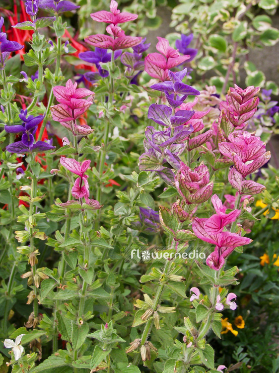 Salvia viridis - Annual Clary (101849)