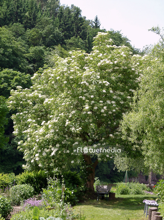 Sambucus nigra - Common elder (101854)